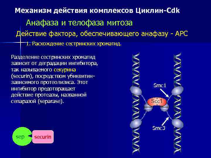  Механизм действия комплексов Циклин-Cdk  Анафаза и телофаза митоза Действие фактора, обеспечивающего анафазу