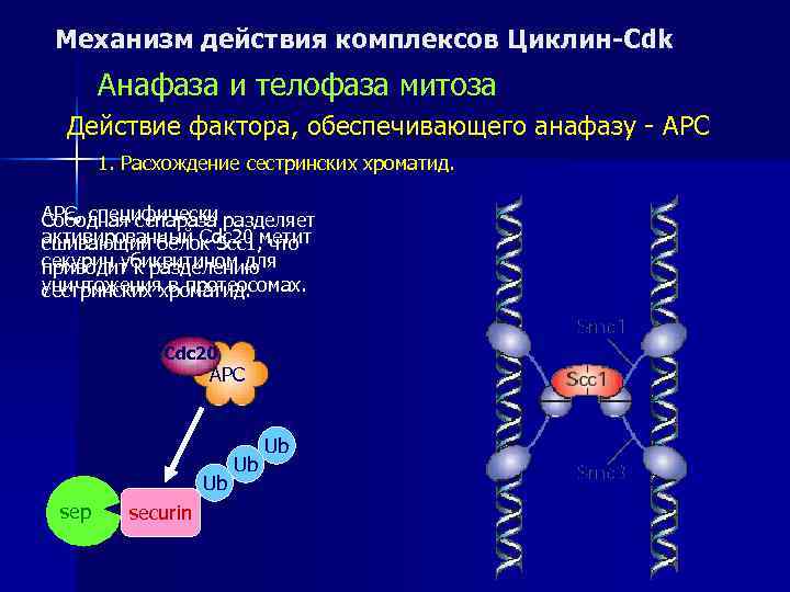  Механизм действия комплексов Циклин-Cdk  Анафаза и телофаза митоза  Действие фактора, обеспечивающего