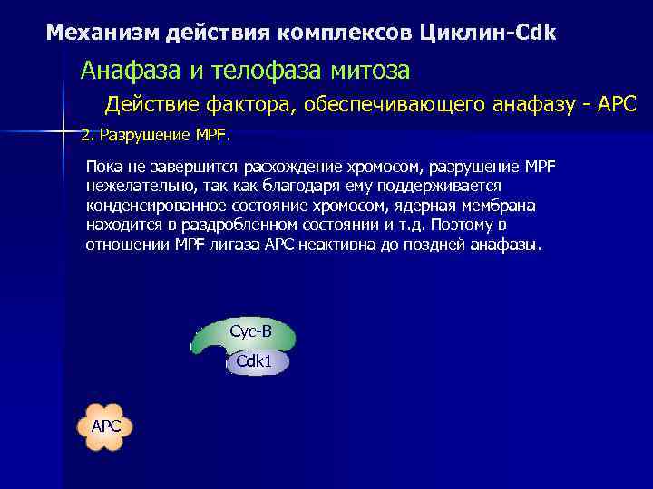 Механизм действия комплексов Циклин-Cdk  Анафаза и телофаза митоза Действие фактора, обеспечивающего анафазу -