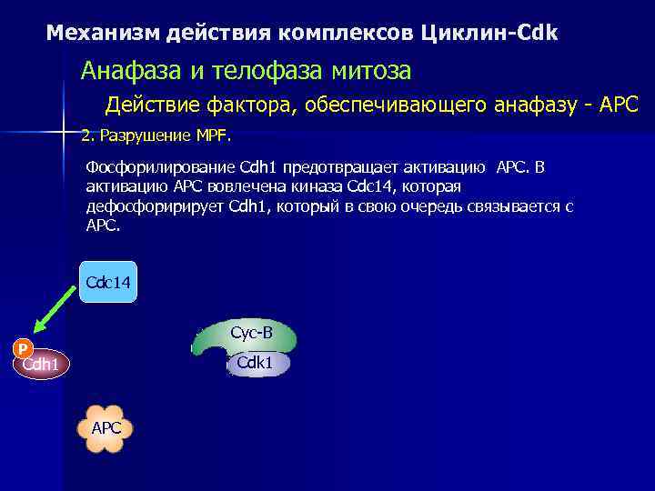   Механизм действия комплексов Циклин-Cdk  Анафаза и телофаза митоза   Действие