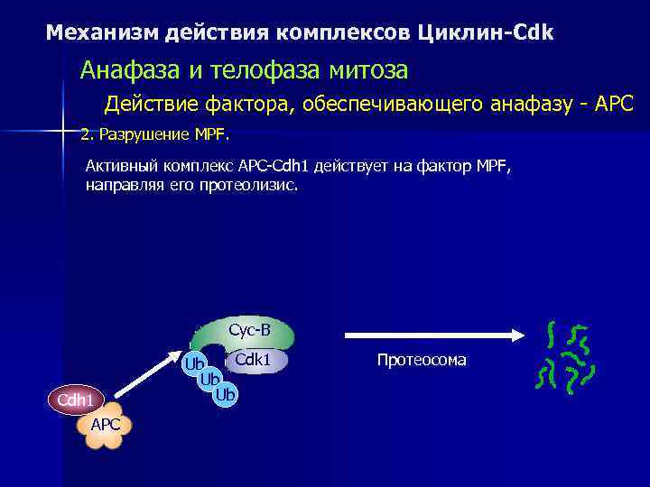 Механизм действия комплексов Циклин-Cdk  Анафаза и телофаза митоза Действие фактора, обеспечивающего анафазу -