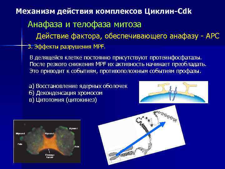 Механизм действия комплексов Циклин-Cdk  Анафаза и телофаза митоза Действие фактора, обеспечивающего анафазу -