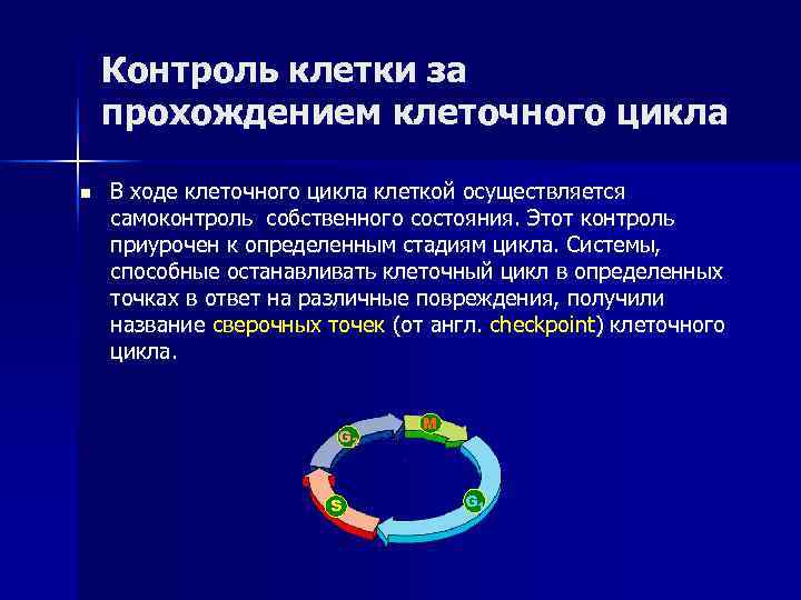   Контроль клетки за прохождением клеточного цикла n  В ходе клеточного цикла