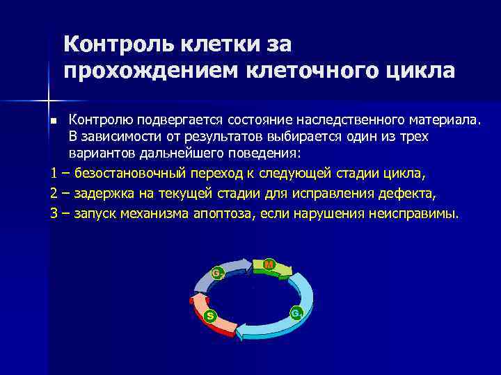   Контроль клетки за прохождением клеточного цикла n Контролю подвергается состояние наследственного материала.