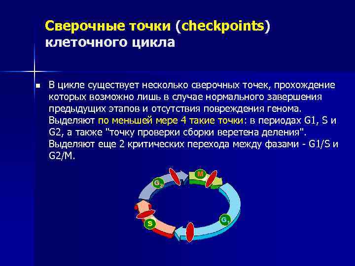   Сверочные точки (checkpoints) клеточного цикла  n  В цикле существует несколько
