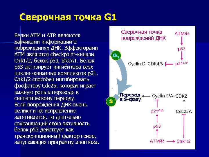  Сверочная точка G 1    Сверочная точка Белки АТМ и ATR