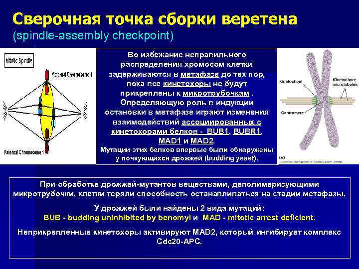 Сверочная точка сборки веретена (spindle-assembly checkpoint)      Во избежание неправильного
