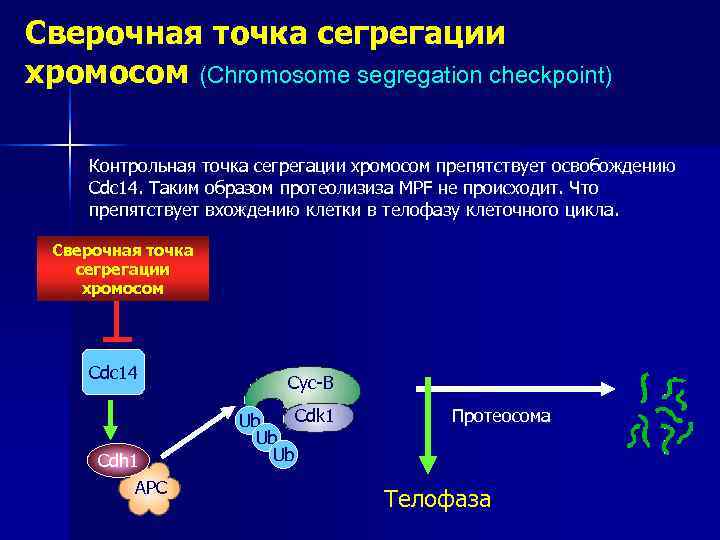 Сверочная точка сегрегации хромосом (Chromosome segregation checkpoint)  Контрольная точка сегрегации хромосом препятствует освобождению
