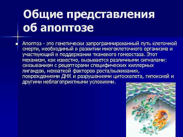   Общие представления об апоптозе n  Апоптоз - это генетически запрограммированный путь