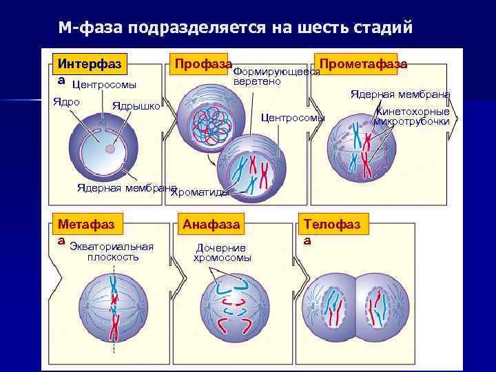 М-фаза подразделяется на шесть стадий Интерфаз   Профаза    Прометафаза 