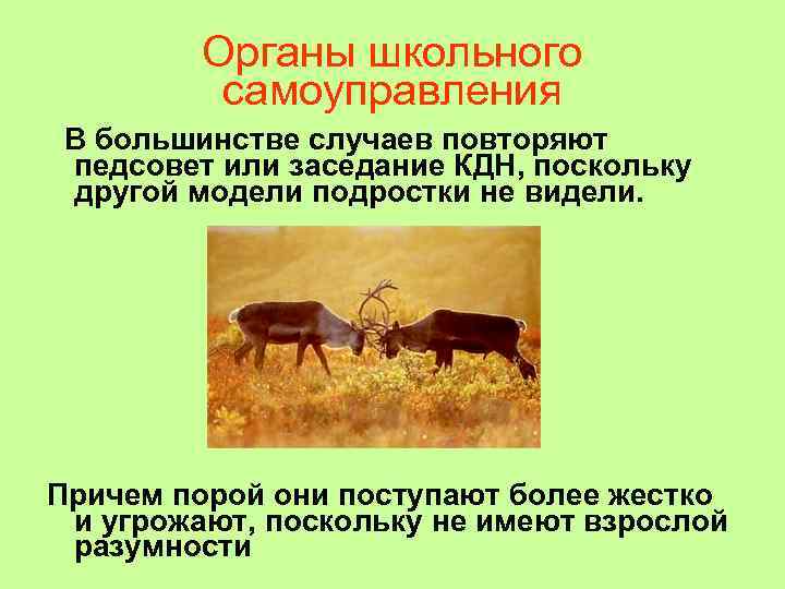    Органы школьного  самоуправления В большинстве случаев повторяют педсовет или заседание