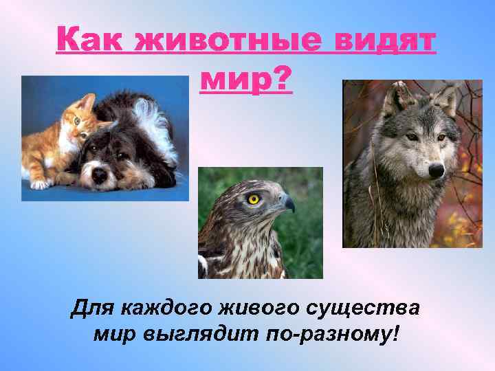 Как животные видят  мир? Для каждого живого существа мир выглядит по-разному! 