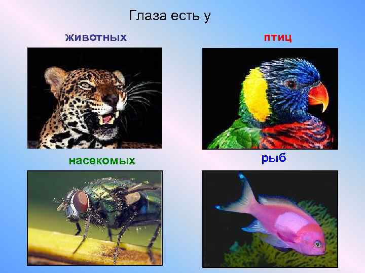   Глаза есть у  животных    птиц насекомых  