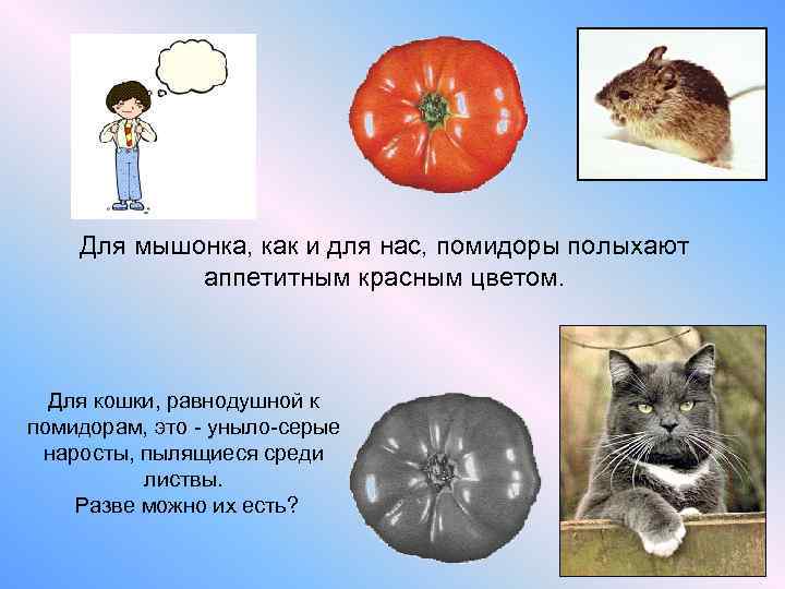   Для мышонка, как и для нас, помидоры полыхают   аппетитным красным