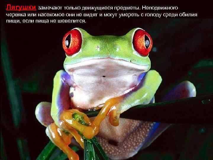 Лягушки замечают только движущиеся предметы. Неподвижного червяка или насекомое они не видят и могут