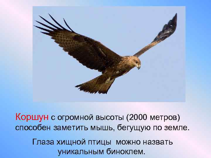 Коршун с огромной высоты (2000 метров) способен заметить мышь, бегущую по земле. Глаза хищной