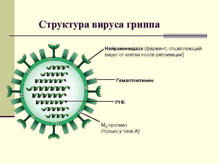 Состав гриппа. Схема строения вируса гриппа. Структура вириона гриппа. Схематическое строение вируса гриппа. Схема строения вириона вируса гриппа.