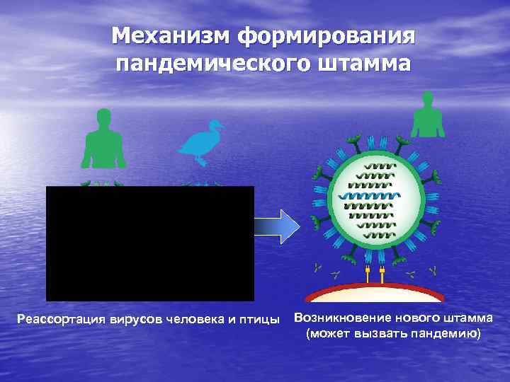    Механизм формирования    пандемического штамма Реассортация вирусов человека и