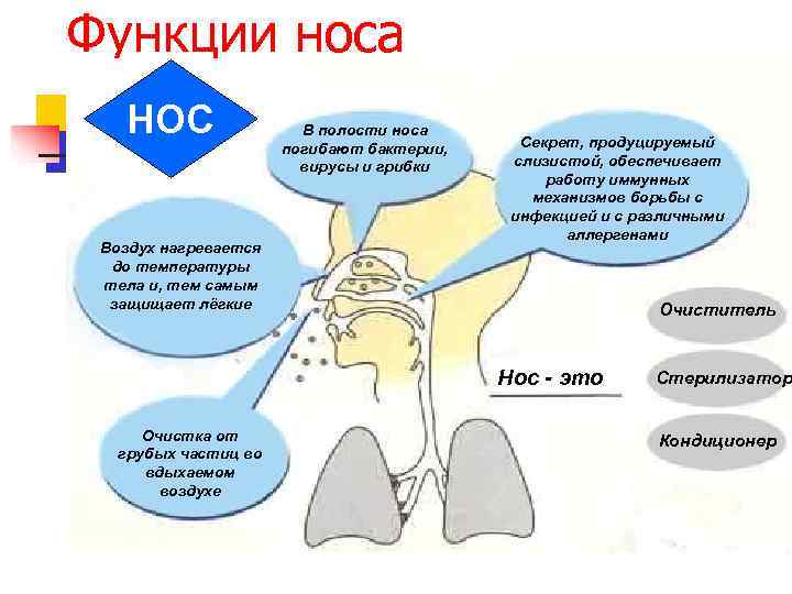 Функции носа  НОС   В полости носа     Секрет,