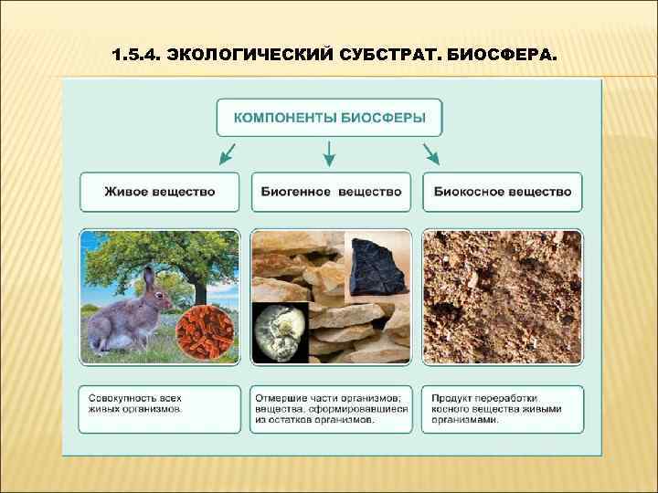 1. 5. 4. ЭКОЛОГИЧЕСКИЙ СУБСТРАТ. БИОСФЕРА. 