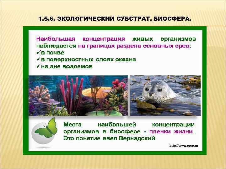 1. 5. 6. ЭКОЛОГИЧЕСКИЙ СУБСТРАТ. БИОСФЕРА. 