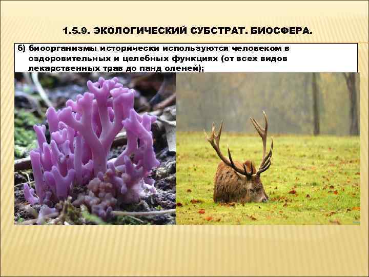   1. 5. 9. ЭКОЛОГИЧЕСКИЙ СУБСТРАТ. БИОСФЕРА. б) биоорганизмы исторически используются человеком в