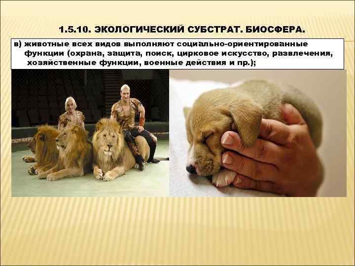    1. 5. 10. ЭКОЛОГИЧЕСКИЙ СУБСТРАТ. БИОСФЕРА. в) животные всех видов выполняют