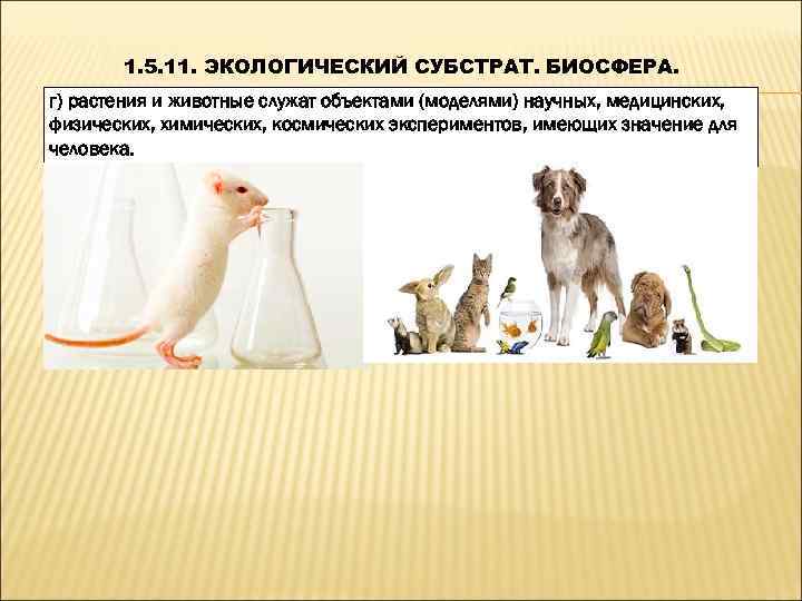   1. 5. 11. ЭКОЛОГИЧЕСКИЙ СУБСТРАТ. БИОСФЕРА. г) растения и животные служат объектами