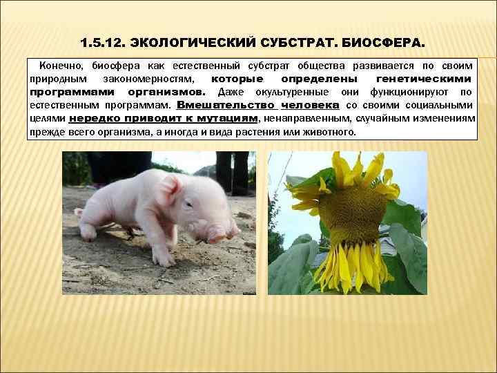   1. 5. 12. ЭКОЛОГИЧЕСКИЙ СУБСТРАТ. БИОСФЕРА.  Конечно, биосфера как естественный субстрат