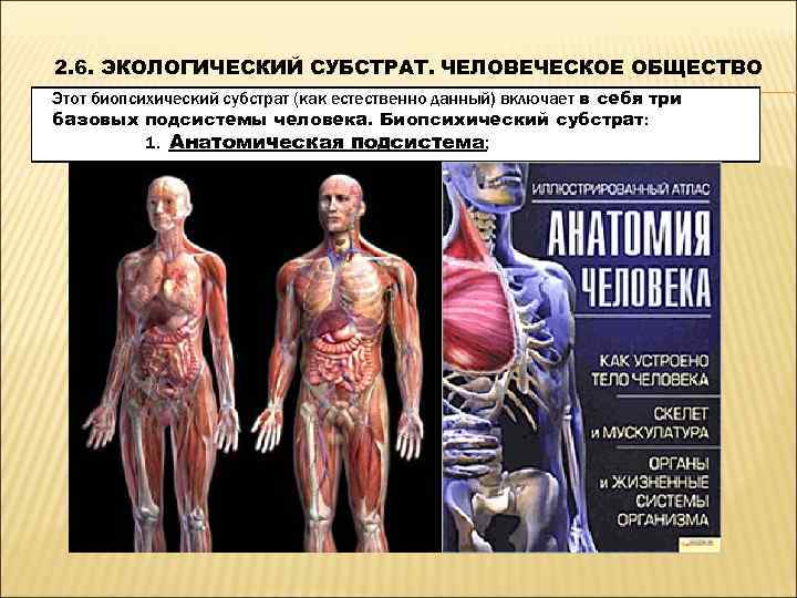 2. 6. ЭКОЛОГИЧЕСКИЙ СУБСТРАТ. ЧЕЛОВЕЧЕСКОЕ ОБЩЕСТВО Этот биопсихический субстрат (как естественно данный) включает в