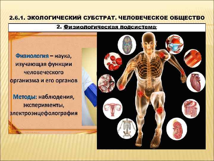 2. 6. 1. ЭКОЛОГИЧЕСКИЙ СУБСТРАТ. ЧЕЛОВЕЧЕСКОЕ ОБЩЕСТВО   2. Физиологическая подсистема; 
