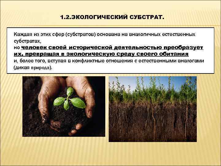    1. 2. ЭКОЛОГИЧЕСКИЙ СУБСТРАТ.  Каждая из этих сфер (субстратов) основана