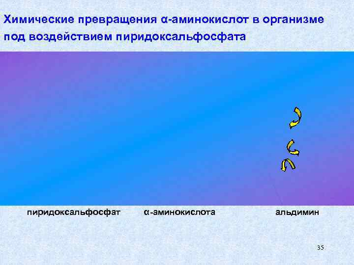 Химические превращения α-аминокислот в организме под воздействием пиридоксальфосфата  пиридоксальфосфат  α-аминокислота  альдимин