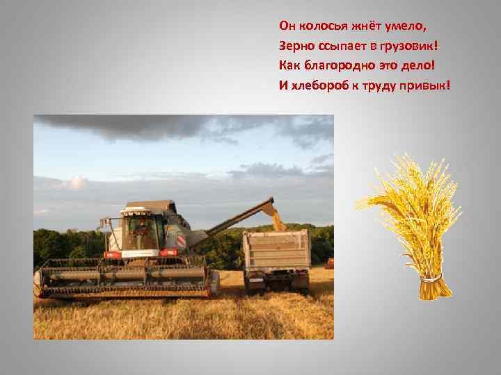 Он колосья жнёт умело, Зерно ссыпает в грузовик! Как благородно это дело! И хлебороб