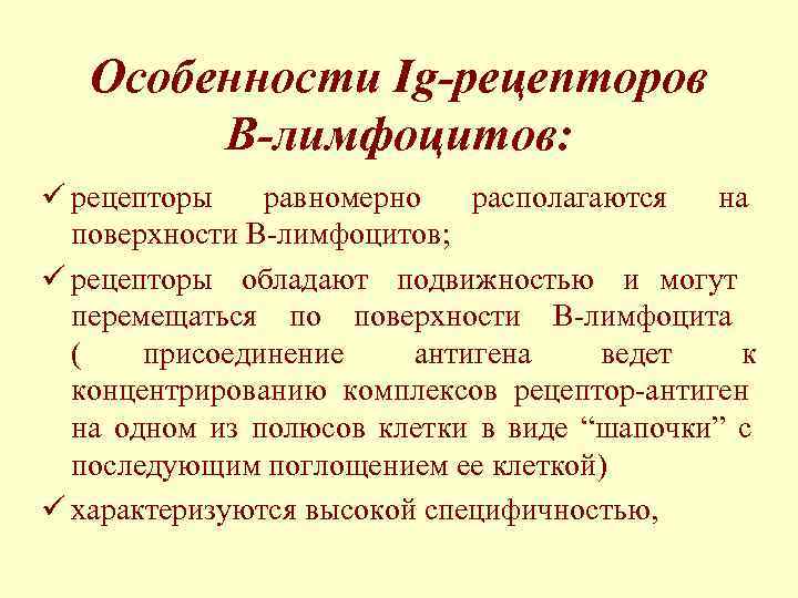  Особенности Ig-рецепторов   В-лимфоцитов: ü рецепторы  равномерно  располагаются на