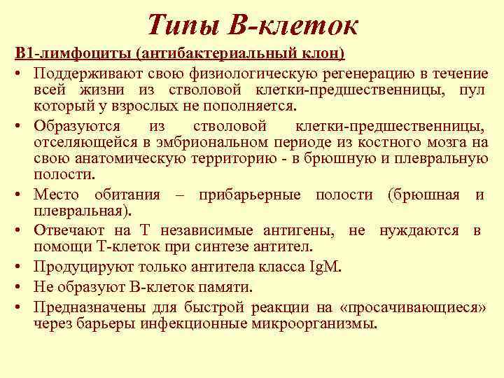     Типы В-клеток В 1 -лимфоциты (антибактериальный клон) • Поддерживают свою