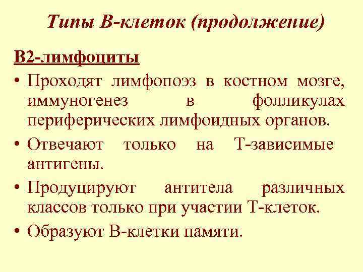   Типы В-клеток (продолжение) В 2 -лимфоциты • Проходят лимфопоэз в костном мозге,