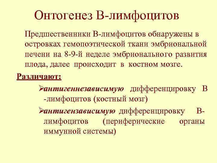   Онтогенез В-лимфоцитов  Предшественники В-лимфоцитов обнаружены в  островках гемопоэтической ткани эмбриональной