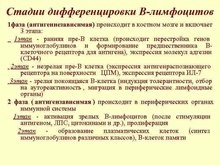 Стадии дифференцировки В-лимфоцитов 1 фаза (антигеннезависимая) происходит в костном мозге и включает 3 этапа: