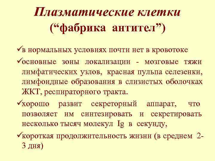   Плазматические клетки   (“фабрика антител”) üв нормальных условиях почти нет в
