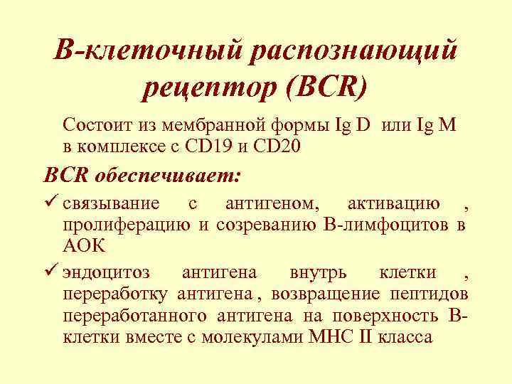  B-клеточный распознающий  рецептор (BCR)  Состоит из мембранной формы Ig D или