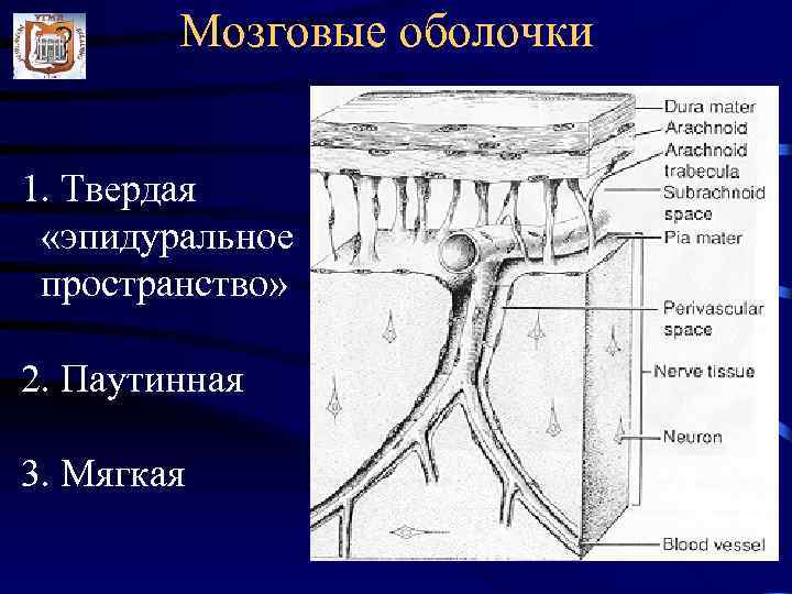   Мозговые оболочки  1. Твердая  «эпидуральное пространство»  2. Паутинная 3.