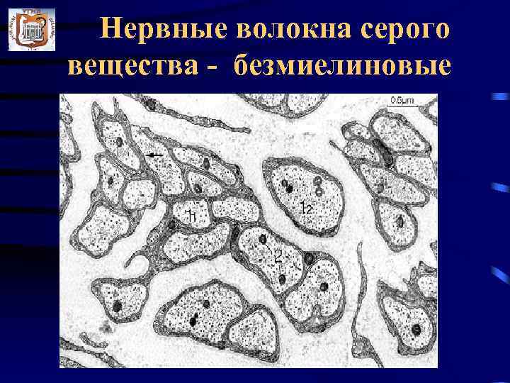  Нервные волокна серого вещества - безмиелиновые 