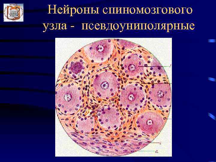  Нейроны спиномозгового узла - псевдоуниполярные 