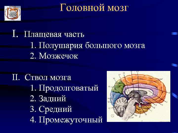   Головной мозг I. Плащевая часть 1. Полушария большого мозга 2. Мозжечок II.