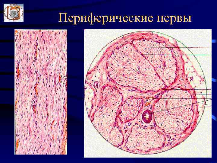 Периферические нервы 
