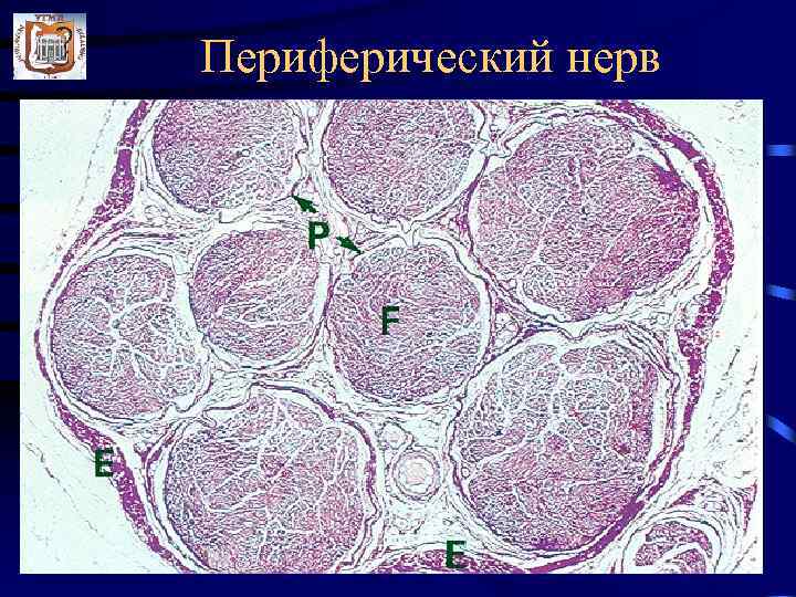 Периферический нерв 