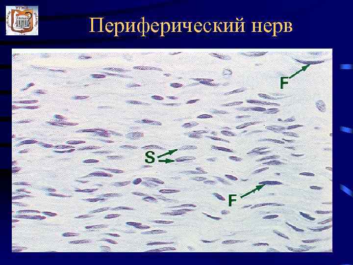 Периферический нерв 