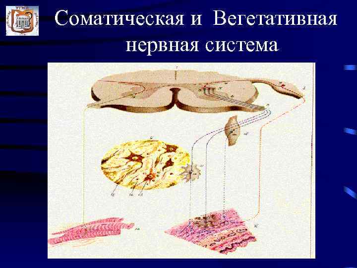 Соматическая и Вегетативная  нервная система 