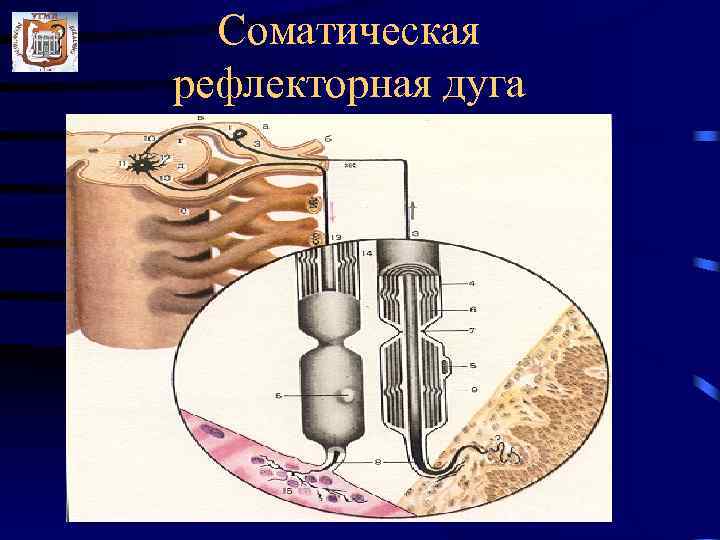  Соматическая рефлекторная дуга 